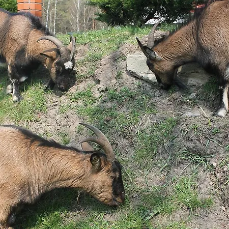 Mazowieckie Sioło Julianówka