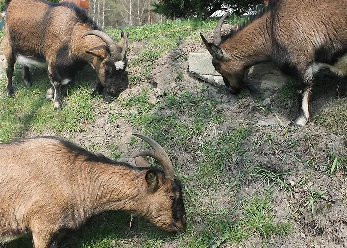 Mazowieckie Siolo Julianowka